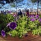 The new pier and flowers in Hunters Point South, Queens, NYC