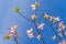 New pink dogwood blossoms against a clear blue sky