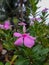 A new pink Madagascar Periwinkle flower bud blooms behind a blooming flower