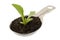 New plant of lettuce growing on a tablespoon