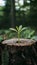 New plant sprouts from stump in lush outdoor setting, symbolizing growth and renewal