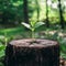 New plant sprouts from stump in lush outdoor setting, symbolizing growth and renewal