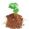 New plant w clipping path