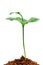 New plant w clipping path