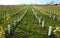 New planted vineyard with protective plastic covers