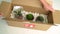 New plants delivery woman opening shipping box from online shopping houseplants. Succulent and cactus plant package
