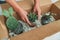 New plants delivery woman opening shipping box from online shopping houseplants. Succulent and cactus plant package