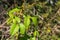 New poison oak leaves, California