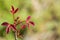 New poison oak Toxicodendron diversilobum leaves and berries, California