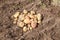 New potato harvesting on a potato field