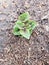 New potato plant emerging from the spring soil.