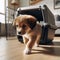 New puppy arrives to new home in pet carrier