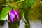 New Purple Lotus Flower
