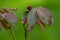 New red colored rose leaves with wet dewdrops from spring rain