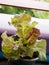 New Red Fire Lettuce Vegetables