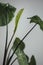 New sapling leaf unfurling on potted plant