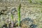 New season of green asparagus, field with growing green asparagus vegetable