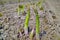 New season of green asparagus, field with growing green asparagus vegetable