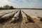 New season on white asparagus fields in Germany, Netherlands covered with plastic film in lines. Growing of white asparagus