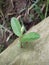 new shoots of guava tree