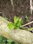 new shoots of guava tree