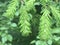 New shoots of vivid green pine needles