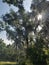 New Smyrna Florida Live Oak Tree
