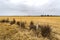 New South Wales Agricultural Fields