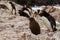 New Southern Rockhopper penguin colony