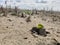 New soybean seedling emerging from the warm sandy soil.