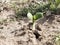 New soybean seedling emerging from the warm sandy soil.