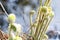 New spring fern growth at Burr pond torrington connecticut