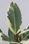 New sprout and one big leaf with water drops of variegated Ficus shrub houseplant indoor on the grey background