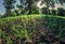 New sprouted grass in fertile soil, mineral peat. Wide angle close up