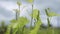 New sprouts of grape are stretching up to sunshine on field of plantation, close-up of green plant