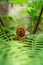 A new start, a fern frond opens in amongst a blurred green background of leaves with a single new growth.