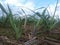 new suger cane plants growing