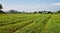 New sunflower crop field