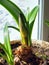 New tender amaryllis sprouts in a pot