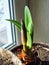 New tender amaryllis sprouts in a pot