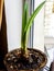 new tender amaryllis sprouts in a pot