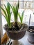 new tender amaryllis sprouts in a pot