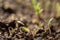 New tomato plants in a soil