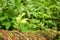 New tree branch rebirth grow in the lay down wood tree with moss and blur rain forest background landscape