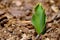 New Tulip Poking out of the Dirt