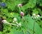 New, unfurled flower buds on leafy green background