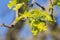 New valley oak tree leaves, California