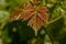 New vine leaves growing in the vineyards in Lavaux area in Switz