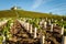 New vine plantation at the foot of the hill of Fleurie village