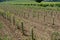 New vines in English vineyard